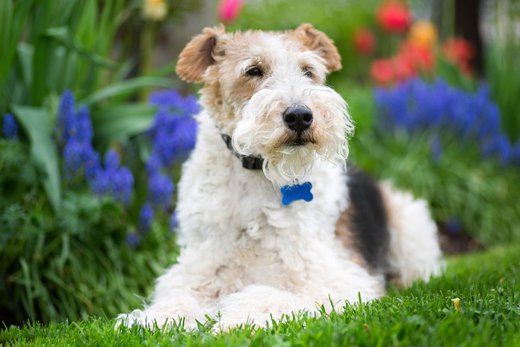 ワイヤーフォックステリアがなりやすい病気や怪我について 犬のしつけ ハグ