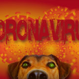 愛犬が新型コロナウイルスに感染する可能性はあるの?