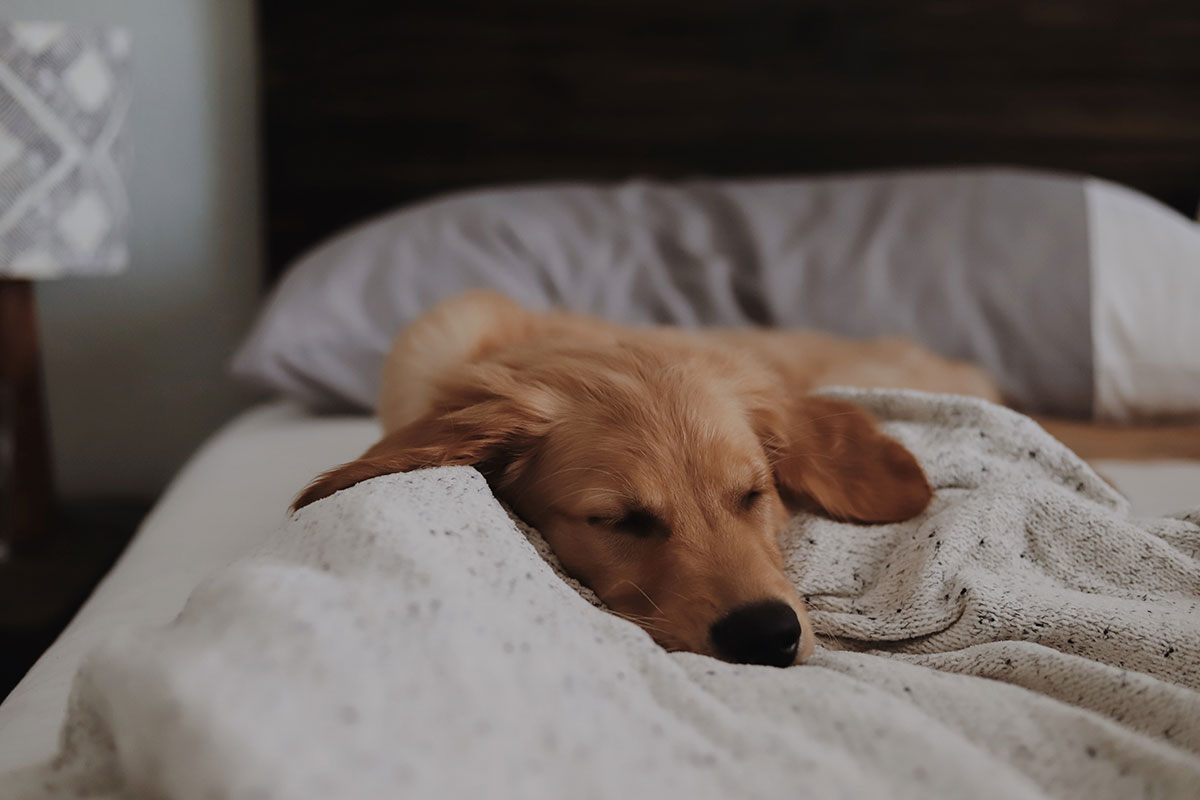 犬の夜鳴きをなんとかしたい 原因究明と解決方法 老犬や認知症の犬 犬のしつけハグ