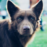 犬も人間のように風邪をひくの？インフルエンザにかかるの？