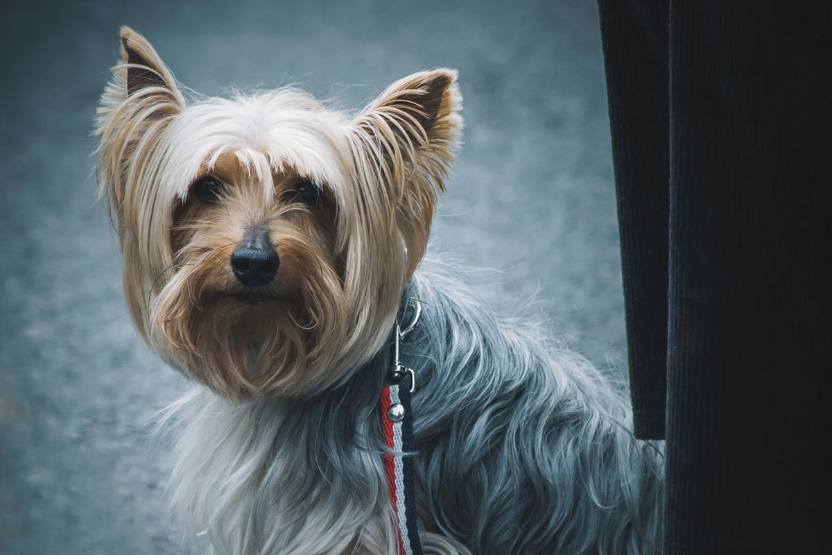 犬の去勢オペの良い部分 悪い部分 費用は やり方は 犬のしつけハグ