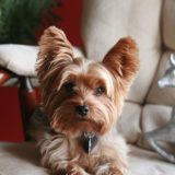 犬がうるさい理由を知ろう|無駄吠えを防ぐには?