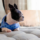 フレンチブルドッグのしつけや飼い方は?かわいい顔立ちが特徴