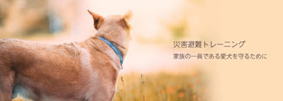 東京の世田谷区と文京区にある犬のしつけ経室、ドッグホテル犬のしつけハグの災害避難トレーニング