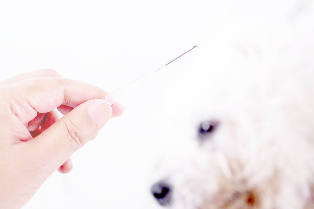 犬インフルエンザの新型が発見された!犬の様子がおかしいと感じたらどうする?