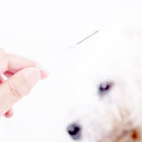 犬インフルエンザの新型が発見された!犬の様子がおかしいと感じたらどうする?