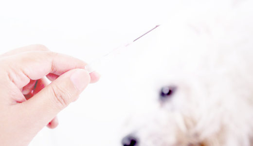 犬インフルエンザの新型が発見された！犬の様子がおかしいと感じたらどうする？