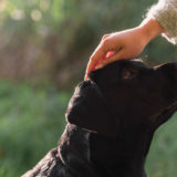 犬をダメにする飼い主の行動！興奮した犬についやってしまうダメな方法とは？