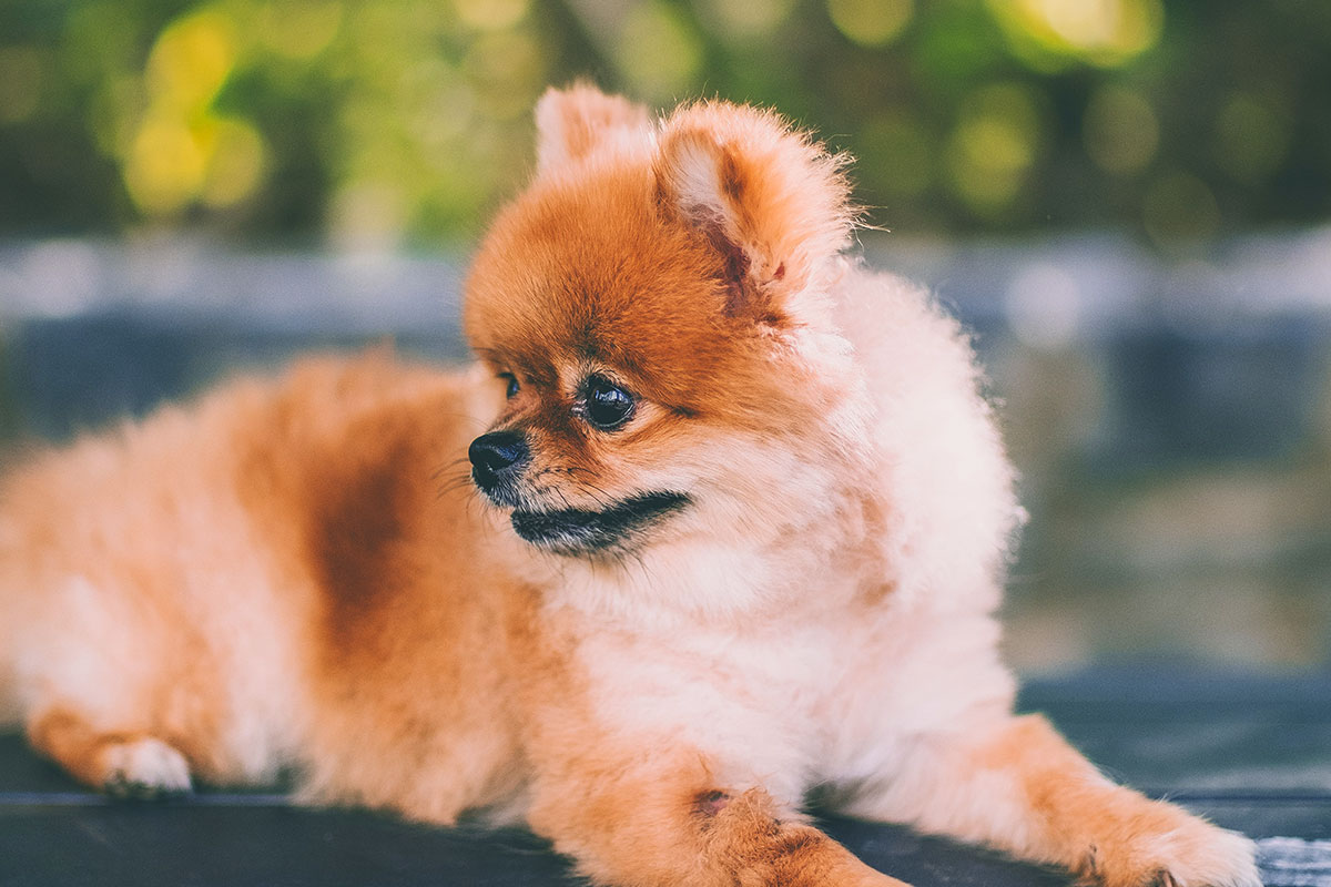 ポメラニアンのいびきは大丈夫 いびきの原因と対処方法 犬のしつけハグ