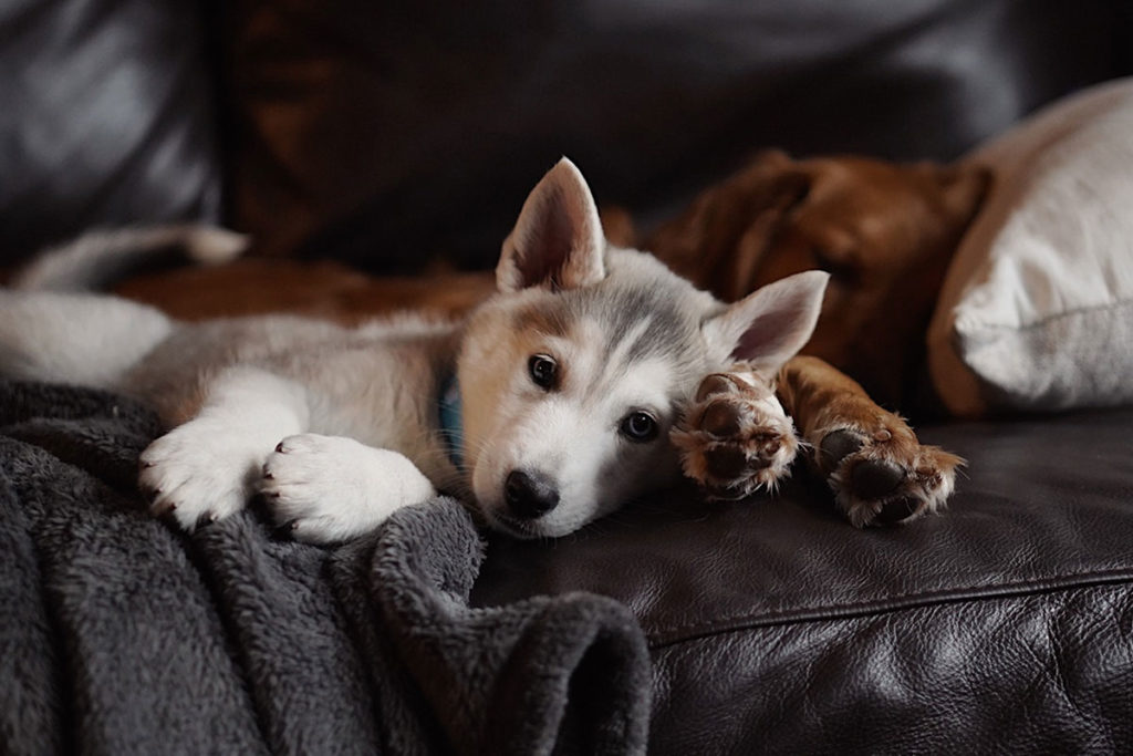 子犬の夜鳴きを止めさせたい！夜鳴きの原因と対処方法