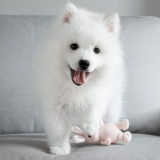 スピッツについて知りたい!性格や飼いやすさなど特徴をご紹介