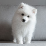 スピッツを飼う時に気を付けるべき病気やケガ【スピッツに多い病気とは】