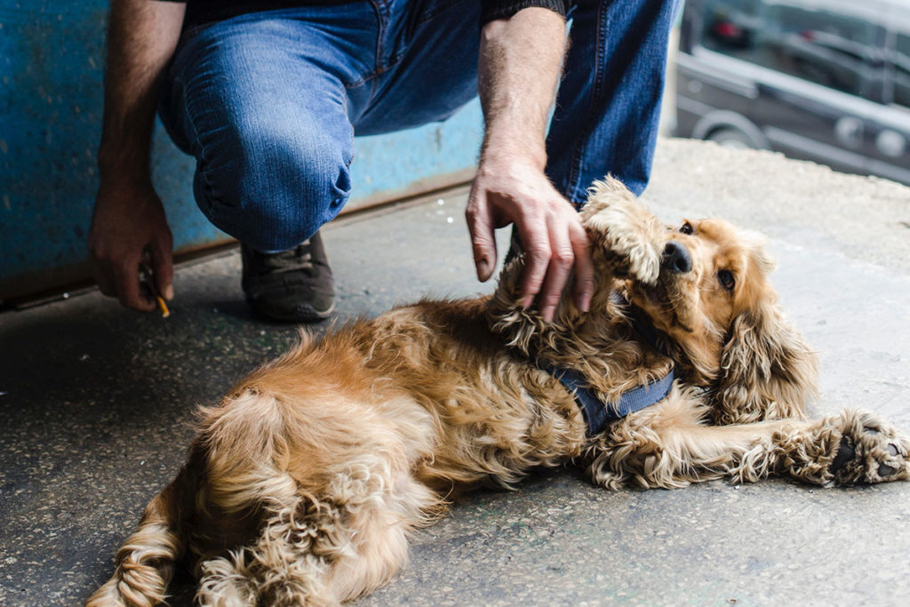 愛犬を早死にさせる可能性がある飼い方とは?今日から辞めたい飼い方5選