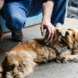 愛犬を早死にさせる可能性がある飼い方とは？今日から辞めたい飼い方5選