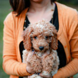 犬の問題行動は飼い主さんのダメしつけが原因かも？！ダメしつけ4選