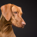死亡する恐れもあります!犬の誤飲例と対処方法