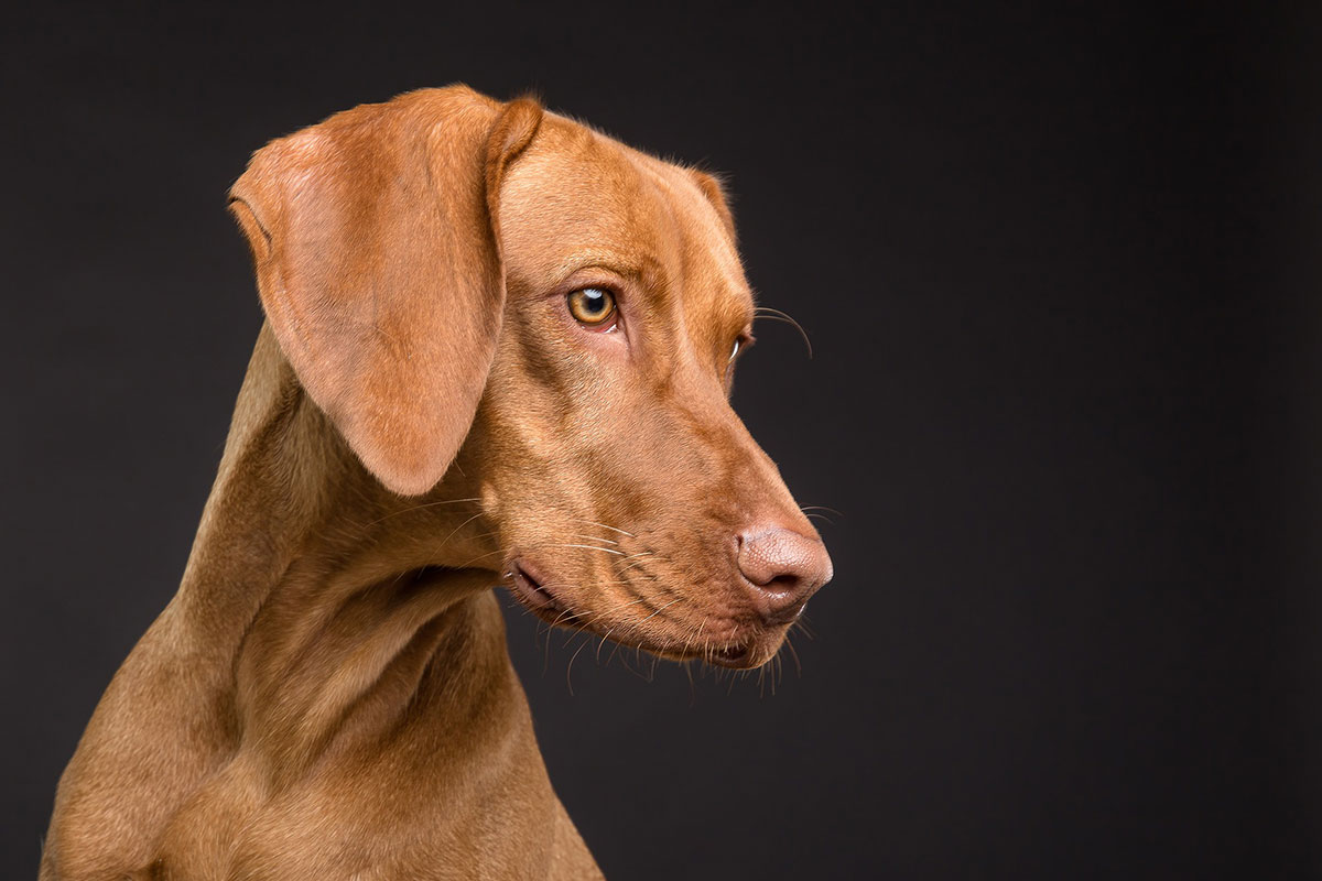 死亡する恐れもあります 犬の誤飲例と対処方法 犬のしつけ ハグ