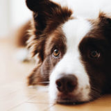 よくある犬の誤飲トラブル!｜本当に飲んだときはどうするの?