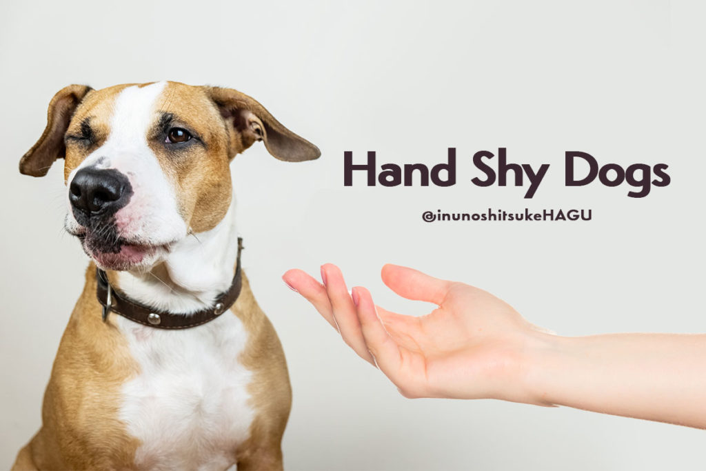 ドックトレーナー監修 ハンドシャイとは 犬が人間の手を怖がる原因 犬のしつけハグ