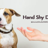 ハンドシャイとは?|犬が人間の手を怖がる原因と対処方法