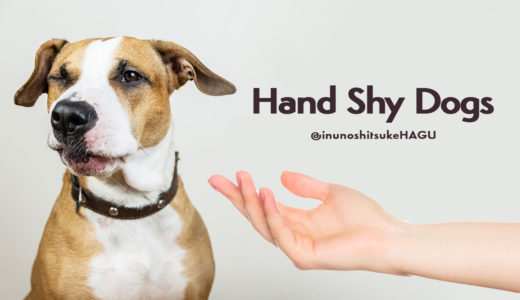 【ドックトレーナー監修】ハンドシャイとは?｜犬が人間の手を怖がる原因と対処方法