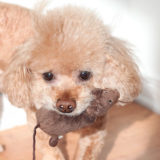 飼いやすいトイプードルの選び方｜性格の見極め方について