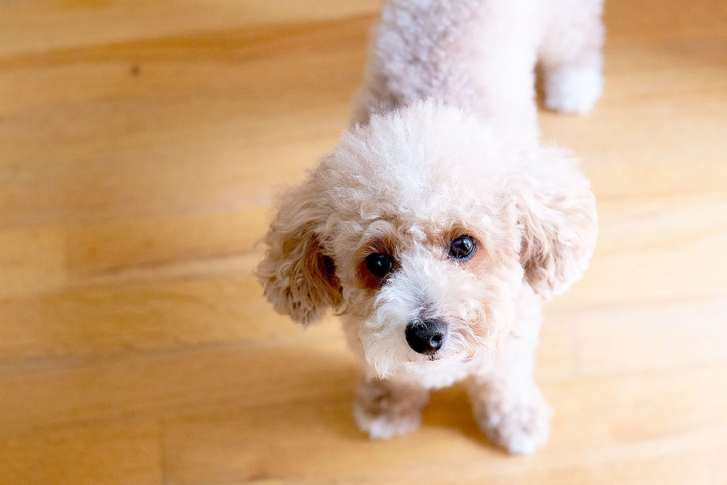 トイプードルが見舞われやすい病気・ケガについて