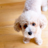 トイプードルが見舞われやすい病気・ケガについて