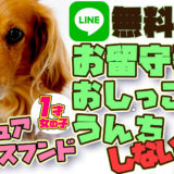 【ミニチュアダックスフント】お留守番中にトイレを我慢・トイレで寝る・噛み癖 【LINE 無料相談】