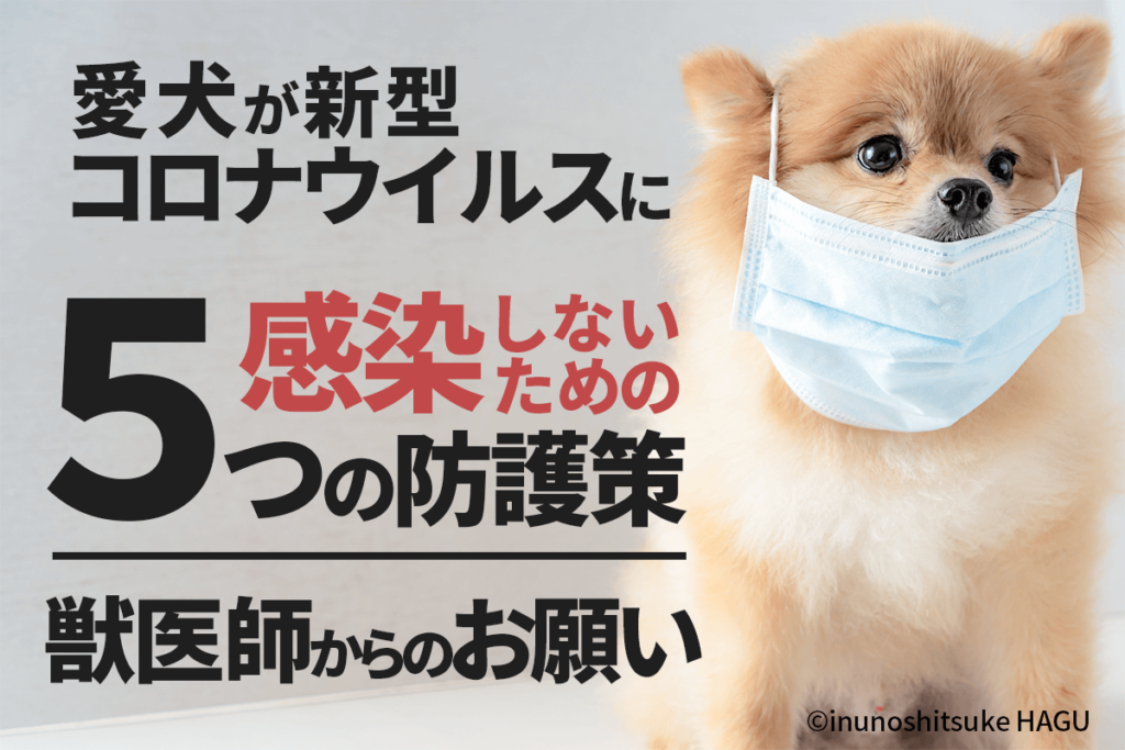 愛犬が新型コロナウイルスに感染しないための5つの防護策