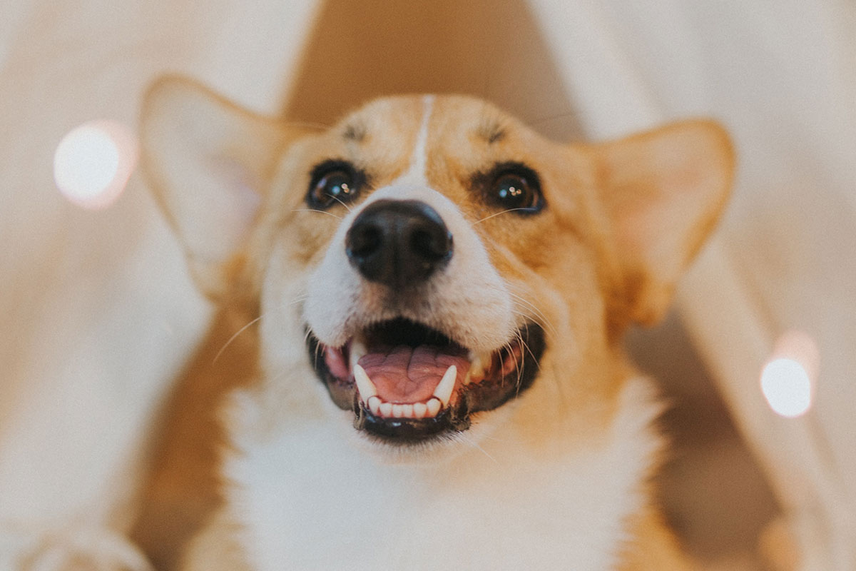 犬のコーギーについて知りたい どんな性格 飼いやすい 犬のしつけ ハグ