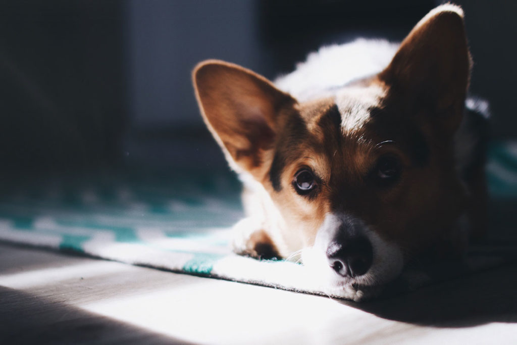 コーギーがかかりやすい病気は？コーギーの寿命や健康維持で気を付けたい事