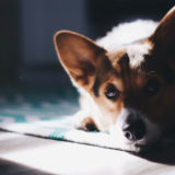 コーギーがかかりやすい病気は？コーギーの寿命や健康維持で気を付けたい事