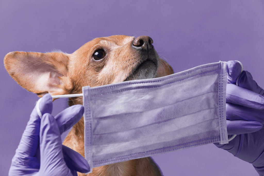 新型コロナウイルスが犬に感染?!香港で飼い主から犬へ感染か?