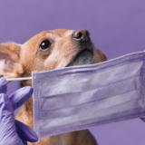 新型コロナウイルスが犬に感染？！香港で飼い主から犬へ感染か？