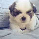 犬が震えるのは大丈夫?飼い主がチェックすべきことは?