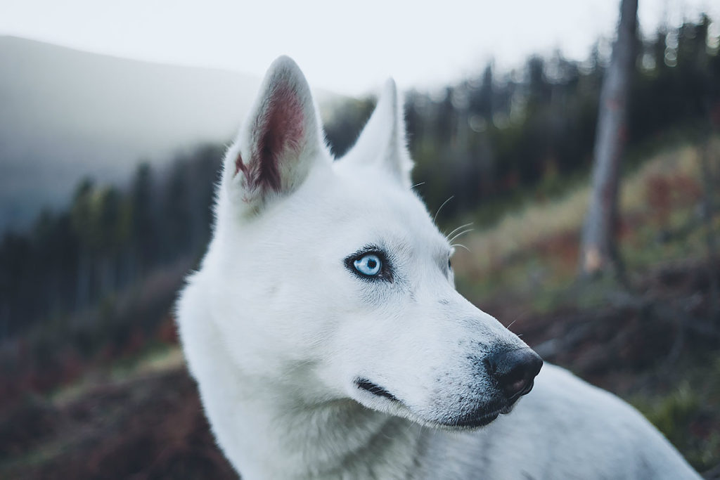 「犬を暴力でしつけること」について獣医師が声明を出しています