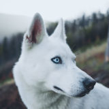「犬を暴力でしつけること」について獣医師が声明を出しています