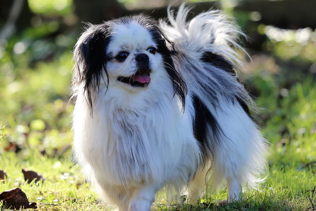 狆（ちん）がかかりやすい病気やケガとは？対処法と予防法