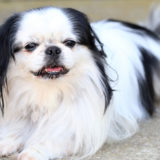 犬の狆（ちん）について知りたい！狆の特徴や性格は？育てるためのコツはあるの？