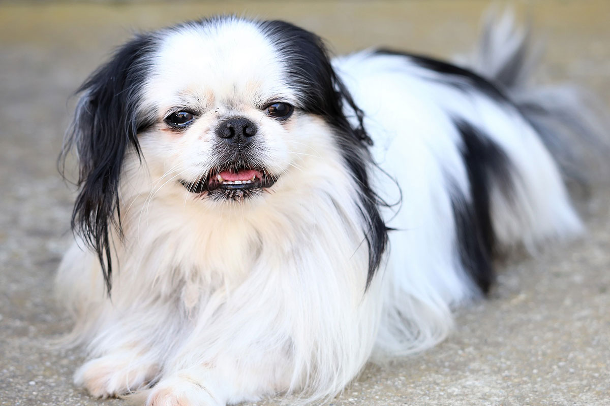 犬の狆 ちん について知りたい 狆の特徴や性格は 育てるためのコツは 犬のしつけハグ