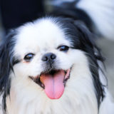 狆(ちん)は飼いやすいってホント?!飼う時のコツや注意点とは?