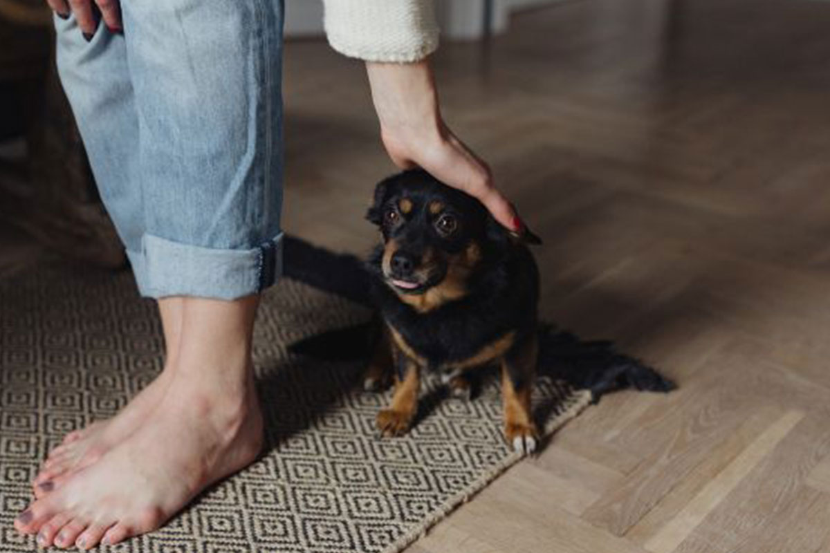 フローリングに敷くカーペットの選び方 犬を安全に飼うために 犬のしつけハグ