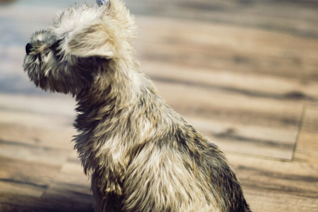 フローリングに敷くカーペットの選び方｜犬を安全に飼うために