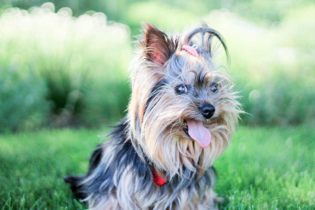 犬は楽しくなくても笑顔を見せる?|カーミングシグナルとは?