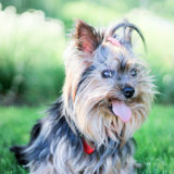 犬は楽しくなくても笑顔を見せる?｜カーミングシグナルとは?