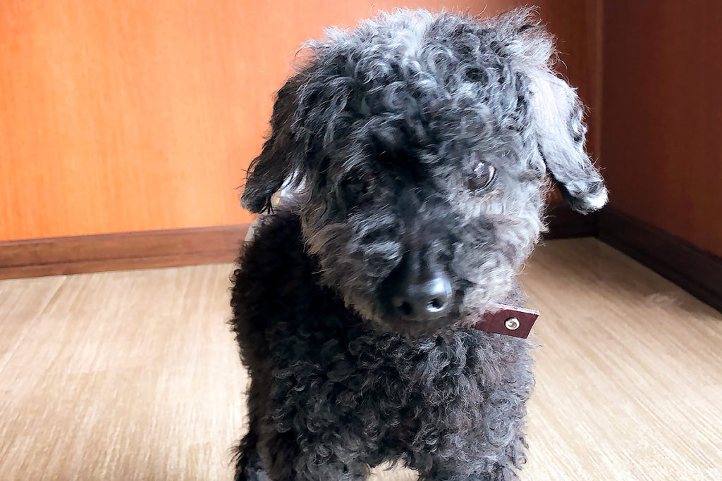 【里親募集】トイプードル オス 推定14歳 のんびり過ごせる環境をお考えの飼い主さまへ