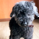 【里親募集】トイプードル オス 推定14歳 のんびり過ごせる環境をお考えの飼い主さまへ