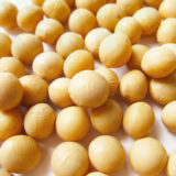 大豆はタンパク質が豊富で犬のためにもなります!｜注意点は?