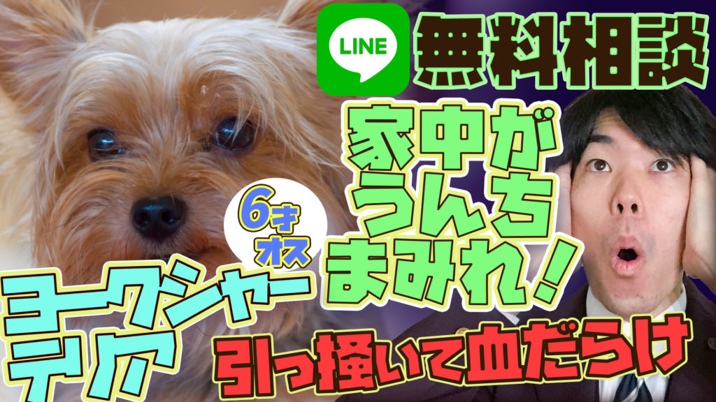 【ヨークシャテリア】 6歳 オス 留守番が出来ない!帰宅すると家の中が大変な事に?!